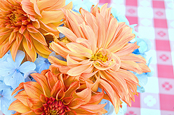 LAURELHURST SALMON BAKE 2015